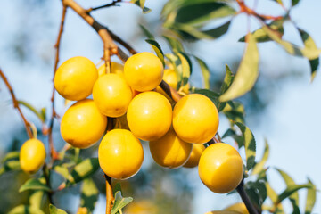 Yellow ripe cherry plums hang on branch with green leaves of plum tree illumined by morning sunlight. Harvest and gardening, vitamins and healthy food, preservation concept. soft focus
