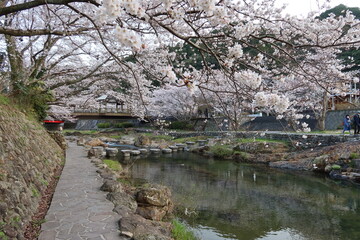 Fototapeta na wymiar The view of a Japanese town with hot springs : Otozure-gawa River flowing through Nagato-yumoto and its cherry blossoms in Yamaguchi Prefecture in Japan 日本の山口県長門市にある温泉町の長門湯本を貫流する音信川の風景