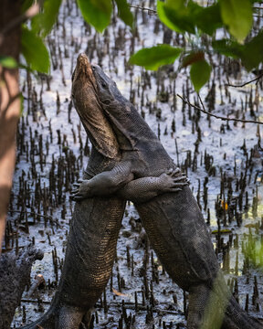Malayan water monitor lizard (Varanus salvator) wrestling each other in Sungei Buloh Nature Reserve, Singapore