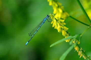 Libellen: Hufeisen-Azurjungfer (Coenagrion puella), Azure damsselfly.