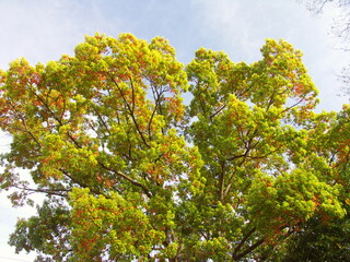 大木の春の黄葉の楠木