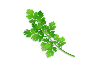 Green coriander vector leaves isolated on white background