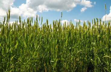 young green rye on a sunny day
