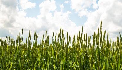 Obraz premium green ears of rye in the sunlight