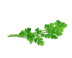 Vector illustration of  Coriander green herb on white background