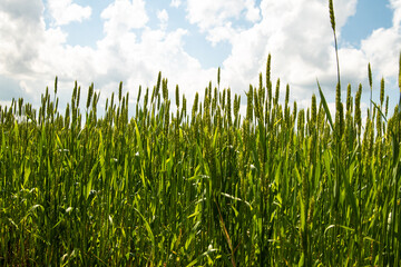 
green ears of rye in the sunlight