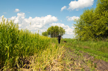 a man walks along a path along a field of rye. a young farmer checks the harvest