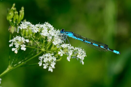 Libellen: Hufeisen-Azurjungfer (Coenagrion puella), Azure damsselfly.