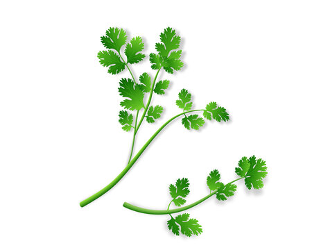 Coriander green leaves vector illustration in high quality