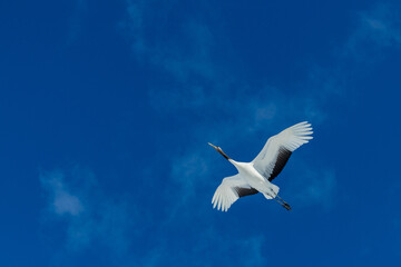 Obraz premium 丹頂鶴、crane