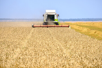 Fototapeta premium A modern agricultural harvester mows ripe yellow dried wheat in a field on a hot sunny summer day.