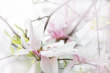 Spring abstract floral background, magnolia flower blooming, blurred banner with free space for text