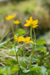 wild growing, yellow marsh-marigold flowers (Caltha palustris).