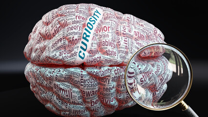 Fototapeta premium Curiosity in human brain, a concept showing hundreds of crucial words related to Curiosity projected onto a cortex to fully demonstrate broad extent of this condition, 3d illustration
