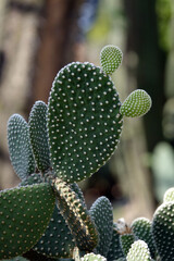 Opuntia microdasys