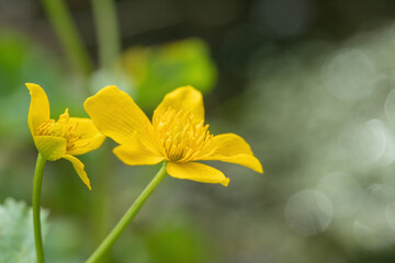 Fototapeta premium Blossoms of yellow marsh-marigold flowers (Caltha palustris).