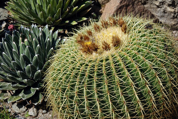 Echinocactus grusonii