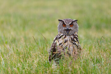 Eurasian Eagle-Owl (Bubo bubo) sitting in the meadows in Gelderland  in the Netherlands