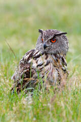 Eurasian Eagle-Owl (Bubo bubo) sitting in the meadows in Gelderland  in the Netherlands