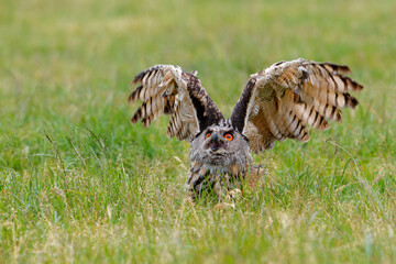 An European Eagle Owl (Bubo bubo) flying over the meadows in the Netherlands.