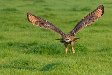 An European Eagle Owl (Bubo bubo) flying over the meadows in the Netherlands.
