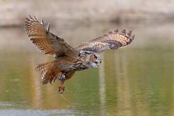 European Eagle Owl (Bubo bubo) flying over a lake in Gelderland in  the Netherlands.  