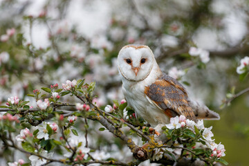 Barn owl (Tyto alba) in an orchard in spring in a tree. Pink and white  blossom background. Noord...
