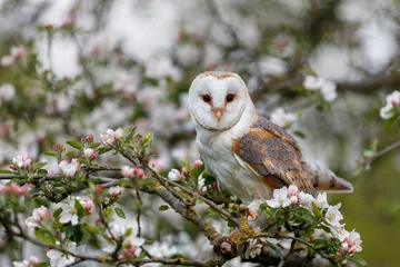 Poster Barn owl (Tyto alba) in an orchard in spring in a tree. Pink and white  blossom background. Noord Brabant in the Netherlands. © henk bogaard