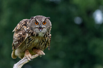 Eurasian Eagle-Owl (Bubo bubo) sitting in the meadows in Gelderland  in the Netherlands - obrazy, fototapety, plakaty