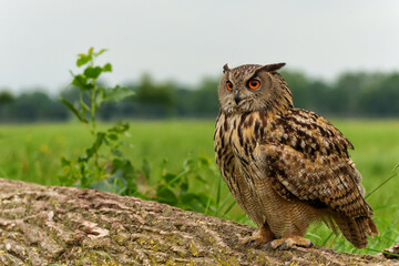 Eurasian Eagle-Owl (Bubo bubo) sitting in the meadows in Gelderland  in the Netherlands
