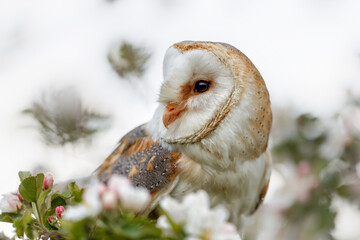 Barn owl (Tyto alba) in an orchard in spring in a tree. Pink and white  blossom background. Noord...
