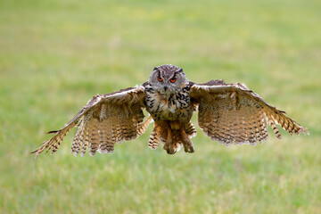 An European Eagle Owl (Bubo bubo) flying over the meadows in the Netherlands.