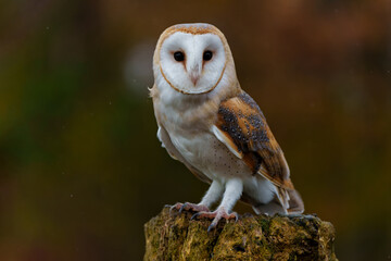 Barn Owl (Tyto alba) sitting in a tree with autumn colors in the background in Noord Brabant in the...