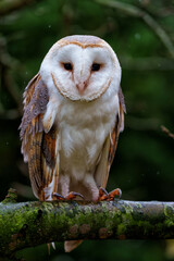 Barn Owl (Tyto alba) sitting in a tree with autumn colors in the background in Noord Brabant in the...