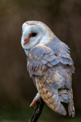 Barn Owl (Tyto alba) sitting in a tree with autumn colors in the background in Noord Brabant in the Netherlands   
