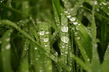 Natural floral background with green grass in big rain drops