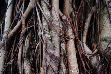 Power of nature. Roots of tree. Ficus religiosa.
