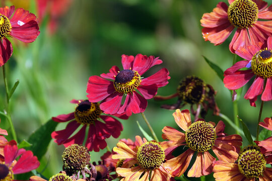 helenium autumnale