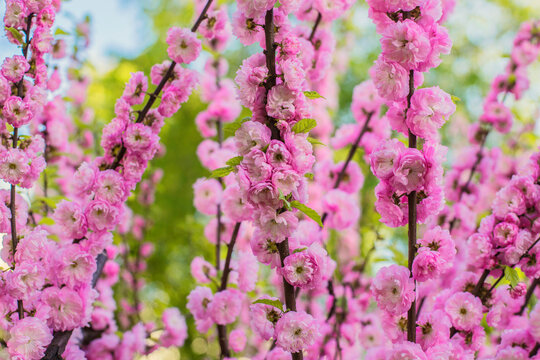 Beautiful bright pink cherry blossom with selective focus and soft blurry background. Sakura tree in blossom.