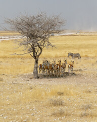 Fototapeta na wymiar A herd of antelopes in the shade of a tree