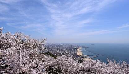 須磨浦山上遊園　桜
