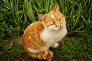 Portrait of a ginger white cat in green grass on a spring day