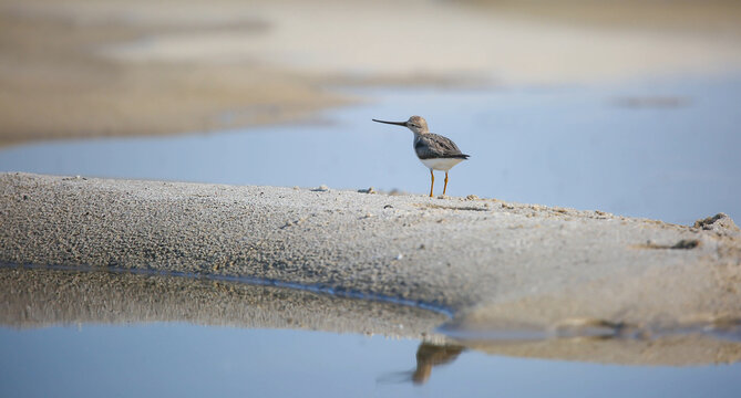 Terek sandpiper in an isolated population in the floodplain of the Pripyat River