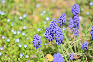 春の船岡城址公園と一目千本桜