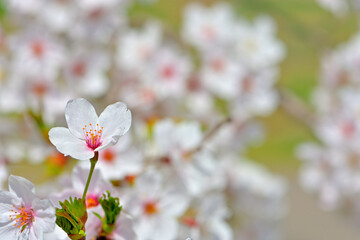 春の船岡城址公園と一目千本桜
