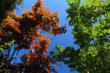 Obraz premium 秋の紅葉のように赤く染まった夏のもみじ 