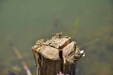 Insect near to lake