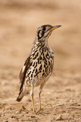 Groundscraper Thrush