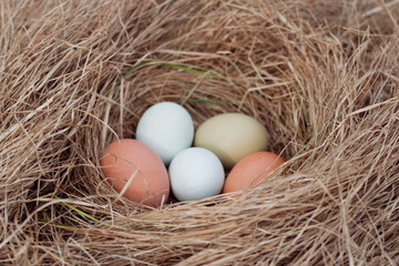 unfocused colorful organic eggs in the dry grass nest with close up