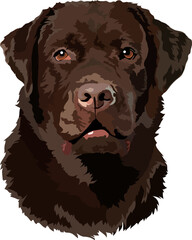 Vector illustration of the head of a labrador retriever. Portrait